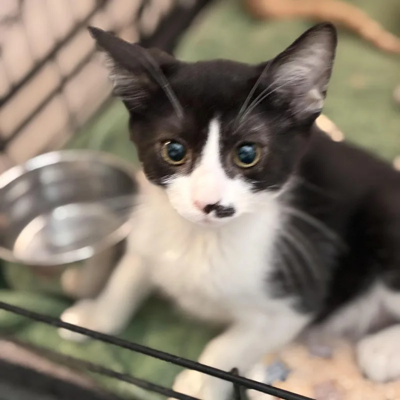 A baby small-sized male Black Domestic Short Hair cat named Diego for adoption in South Elgin, IL