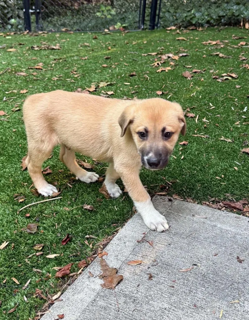A baby large-sized male Yellow / Tan / Blond / Fawn German Shepherd Dog dog named Richie for adoption in Kannapolis, NC