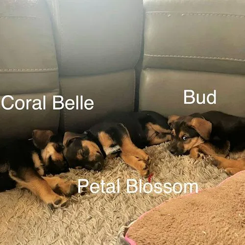 Petal Blossom thumbnail 2