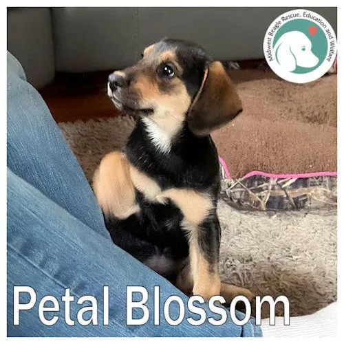 A baby medium-sized female Black Beagle dog named Petal Blossom for adoption in Toledo, OH