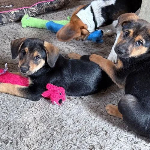 Petal Blossom thumbnail 3