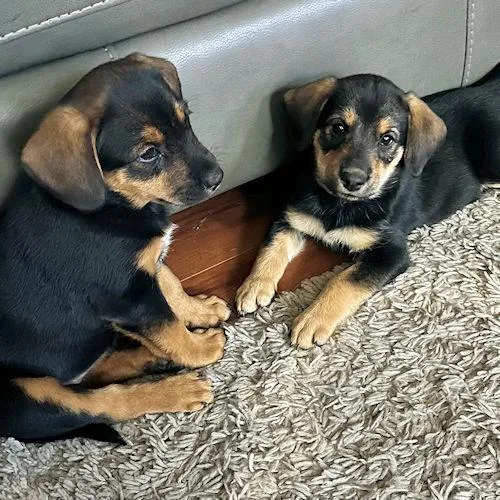 Petal Blossom thumbnail 5