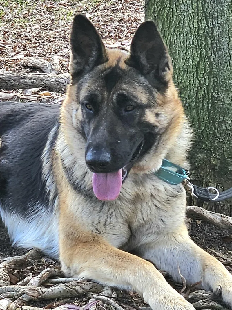 Bonnie The Beautiful Sweet thumbnail 4