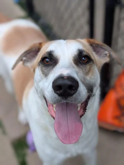 An adult large-sized male Shepherd dog named Tiger for adoption in Mansfield, TX