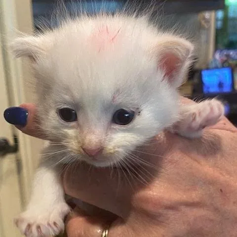 A baby small-sized male White Domestic Short Hair cat named Quadretti for adoption in Austin, TX