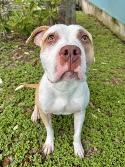 An adult large-sized male Pit Bull Terrier dog named Winchester for adoption in New Orleans, LA
