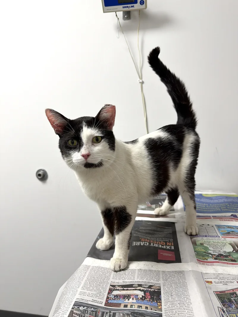 An adult medium-sized male Black & White / Tuxedo Domestic Short Hair cat named Bean for adoption in New York, NY
