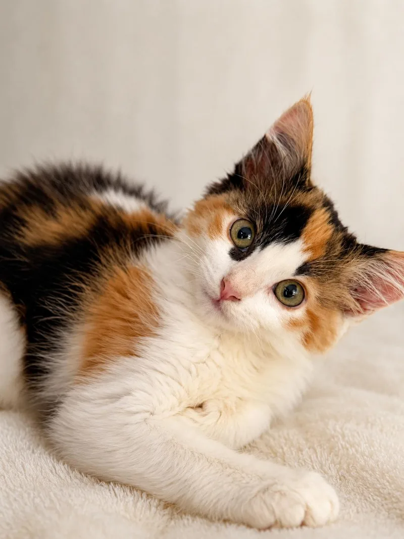 A baby medium-sized female Calico cat named Holly for adoption in Lodi, CA
