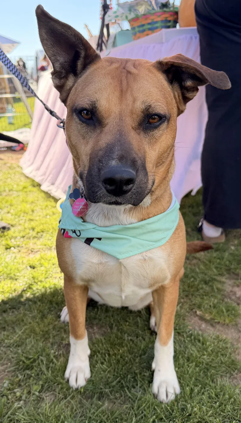 A young medium-sized female Golden Black Mouth Cur dog named Nora for adoption in Houston, TX