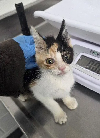 A baby small-sized female White Domestic Short Hair cat named Sophie for adoption in Oakland, CA