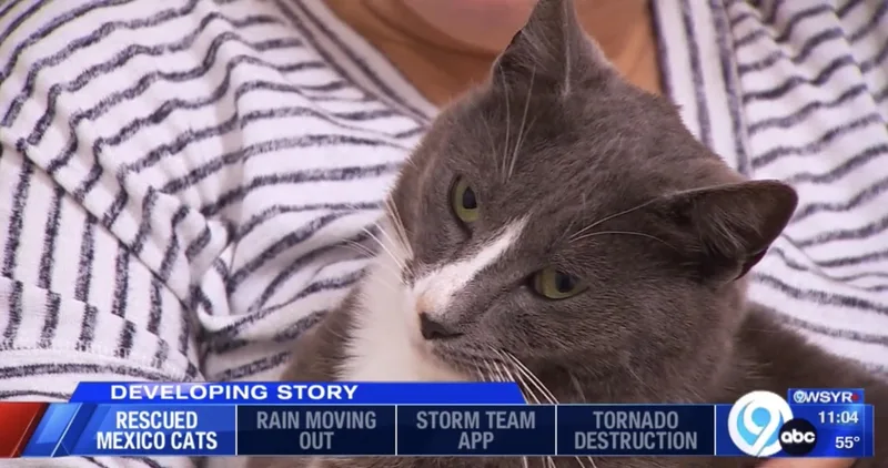 An adult medium-sized male Domestic Short Hair cat named Tennessee for adoption in Fulton, NY