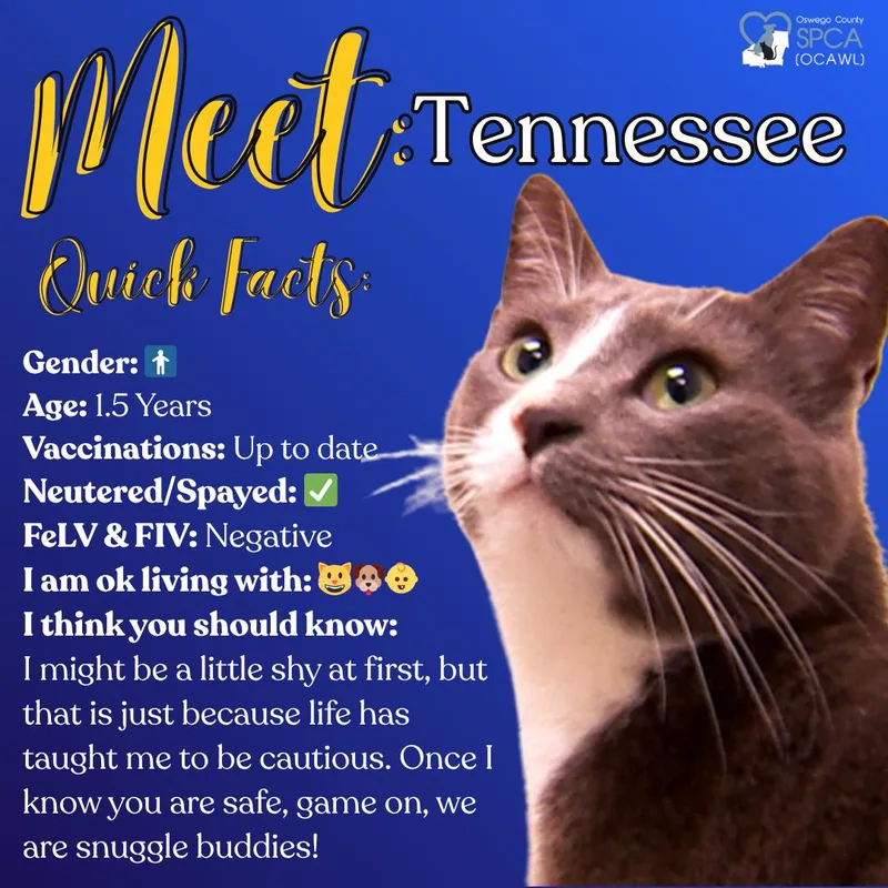 Tennessee thumbnail 5