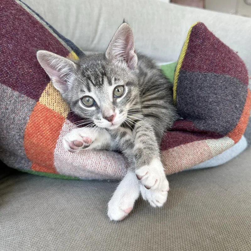 A baby medium-sized male Tabby (Gray / Blue / Silver) Domestic Short Hair cat named Wrinkle for adoption in BROOKLYN, NY