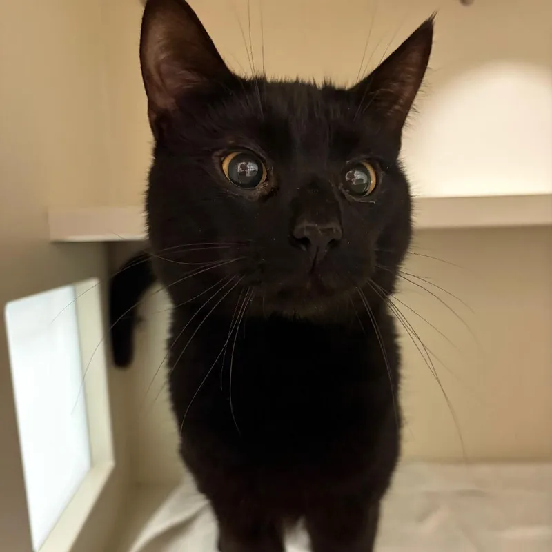 A young medium-sized male Domestic Short Hair cat named Wolf for adoption in Fairport, NY