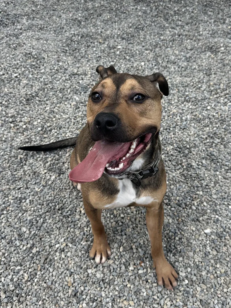 An adult large-sized male Pit Bull Terrier dog named Max Nj for adoption in Rockaway, NJ