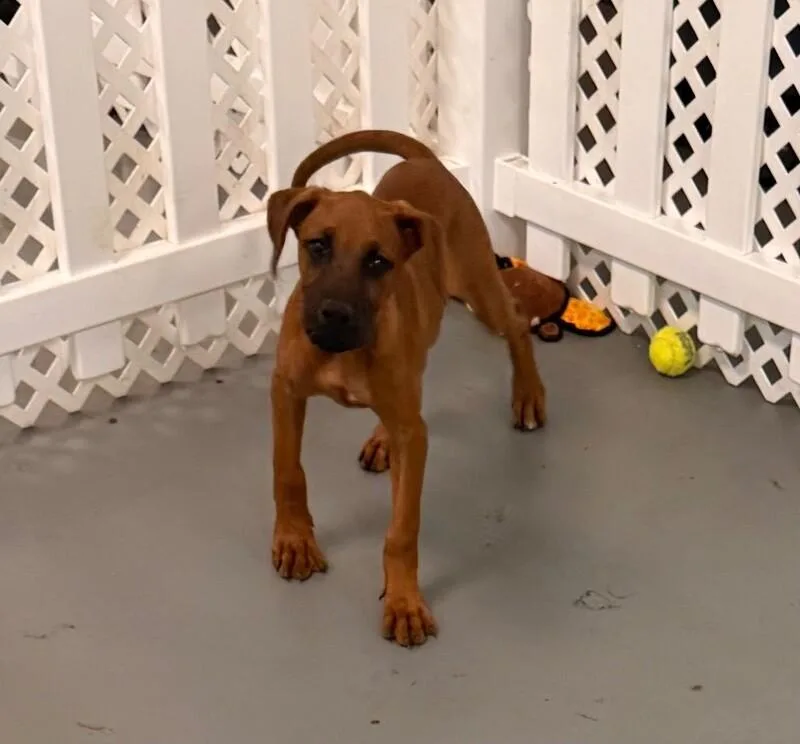 A baby large-sized female Red / Chestnut / Orange Great Dane dog named Dame Taterina Of Yukon for adoption in Van Nuys, CA