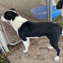 An adult medium-sized male Border Collie dog named Dale for adoption in Red Bluff, CA