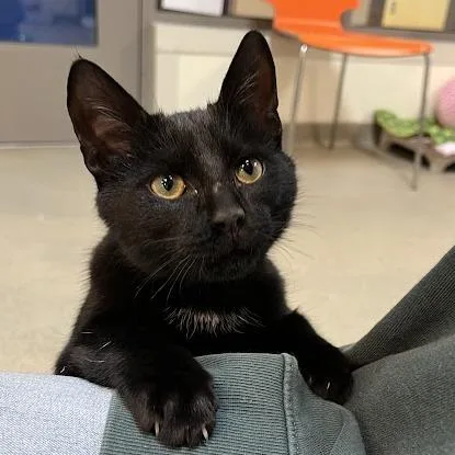 A young medium-sized male Black Domestic Short Hair cat named Smudge for adoption in Lynchburg, VA