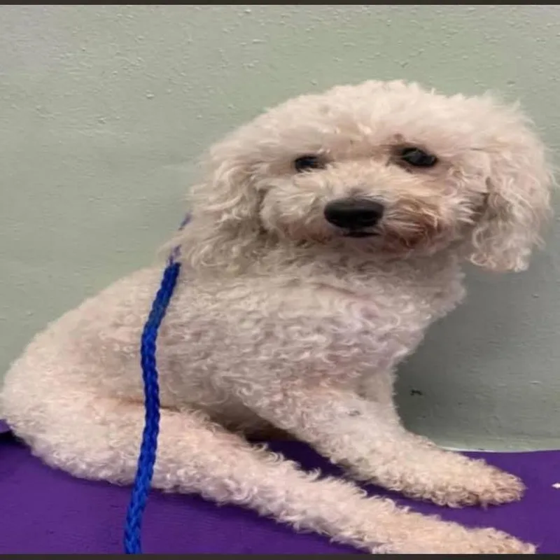 Chanel West Coast thumbnail 2