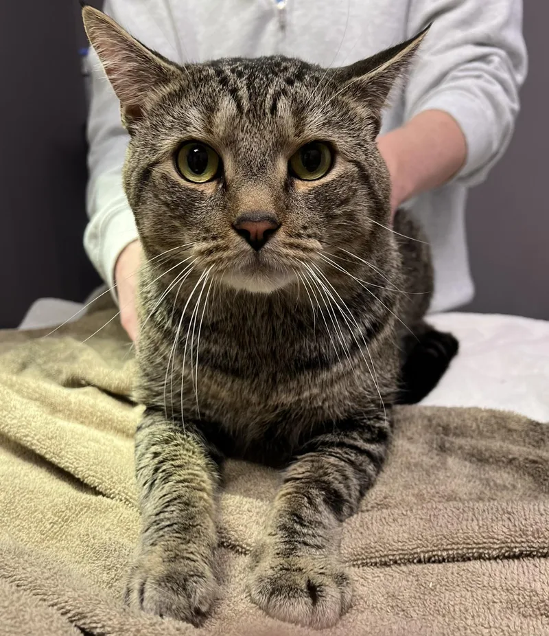 An adult large-sized male Tabby (Brown / Chocolate) Domestic Short Hair cat named Maximus for adoption in Johnston, RI
