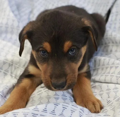 A baby medium-sized male Shepherd dog named Miri for adoption in Thief River Falls, MN