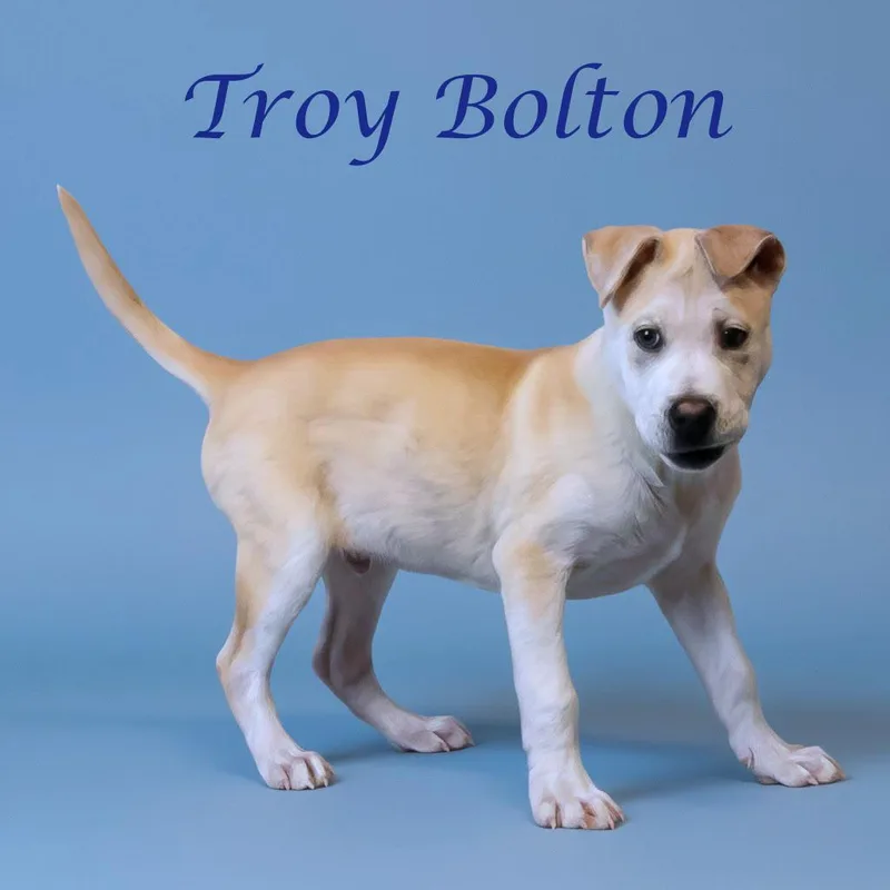 A young medium-sized male Shar-Pei dog named Troy Bolton D for adoption in Lebanon, TN