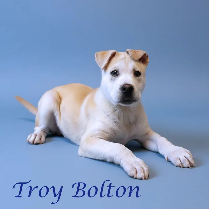 Troy Bolton D thumbnail 2