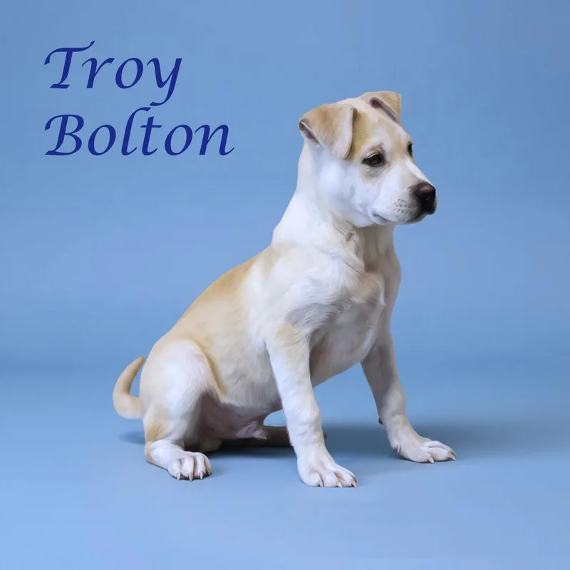 Troy Bolton D thumbnail 3