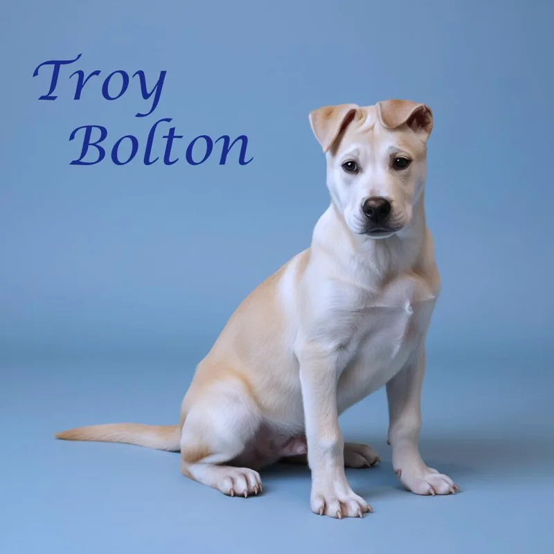 Troy Bolton D thumbnail 4