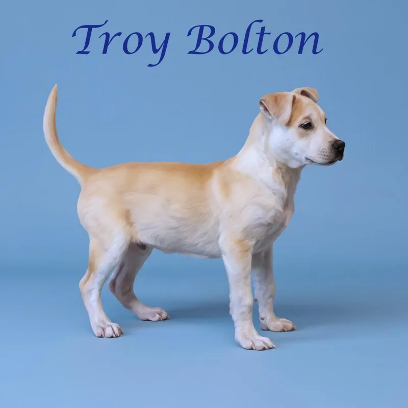 Troy Bolton D thumbnail 5