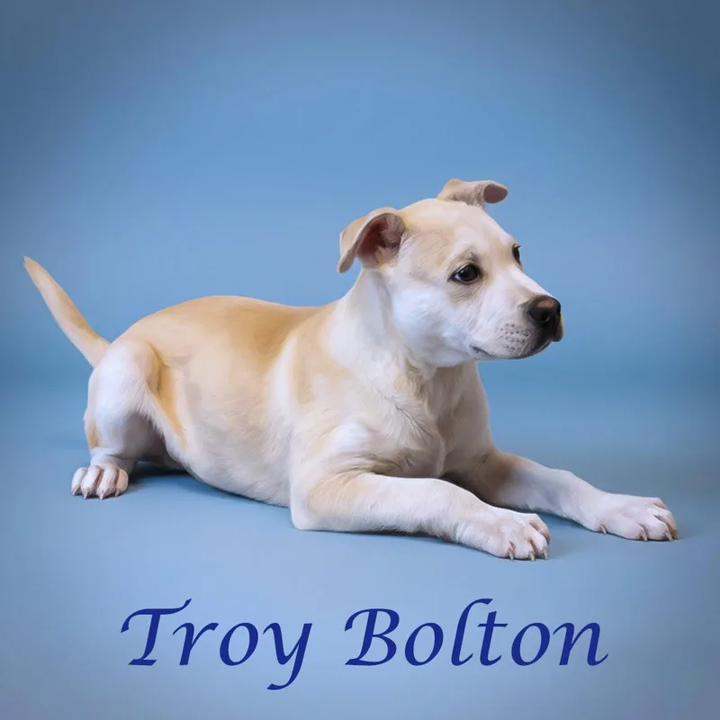Troy Bolton D thumbnail 6