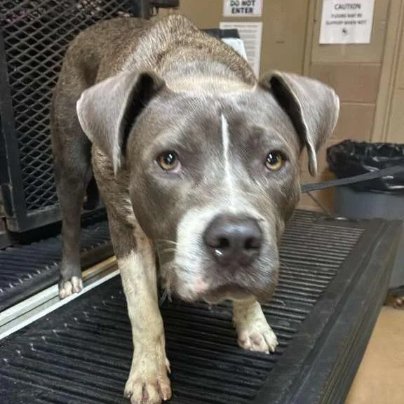 An adult medium-sized male Gray / Blue / Silver Mixed Breed dog named Woochi for adoption in Gadsden, AL