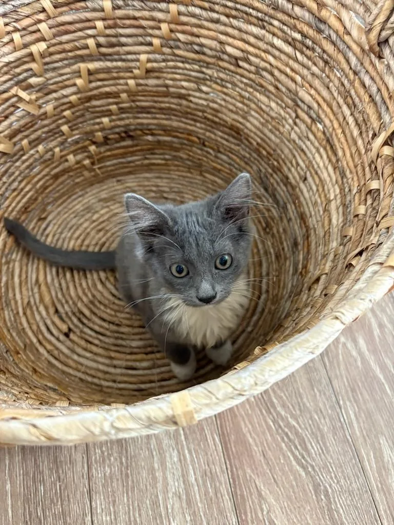 Ricky