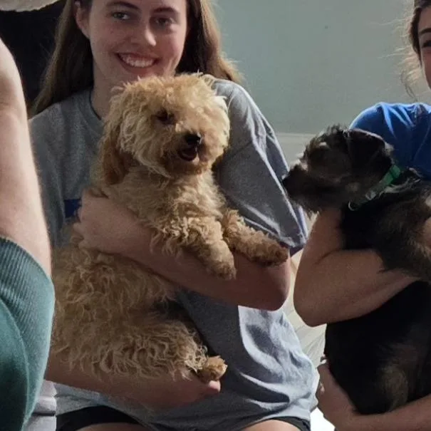 A young small-sized female White / Cream Poodle dog named Moony for adoption in Loves Park, IL