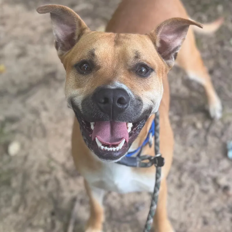 An adult large-sized male Yellow / Tan / Blond / Fawn Mixed Breed dog named Tiny for adoption in Asheville, NC