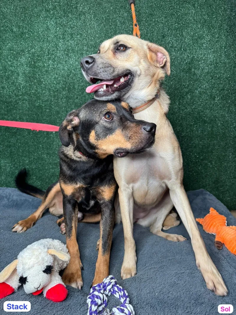 Stack... thumbnail 3