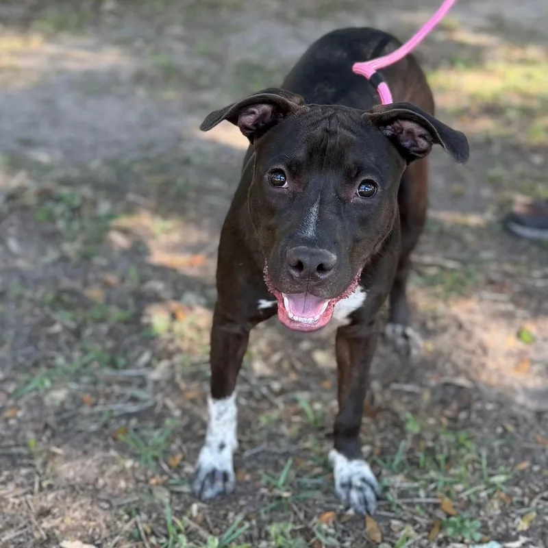 A young medium-sized female Mixed Breed dog named Piper for adoption in Summerdale, AL