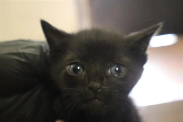 A baby small-sized male Domestic Short Hair cat named Teddy for adoption in Columbia, SC