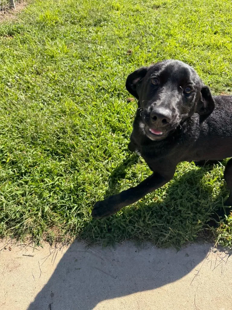 A baby medium-sized male Labrador Retriever dog named River for adoption in Metter, GA