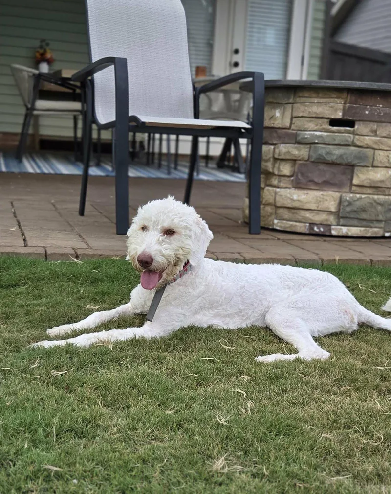 A young medium-sized female Poodle dog named Lena for adoption in Greenville, SC