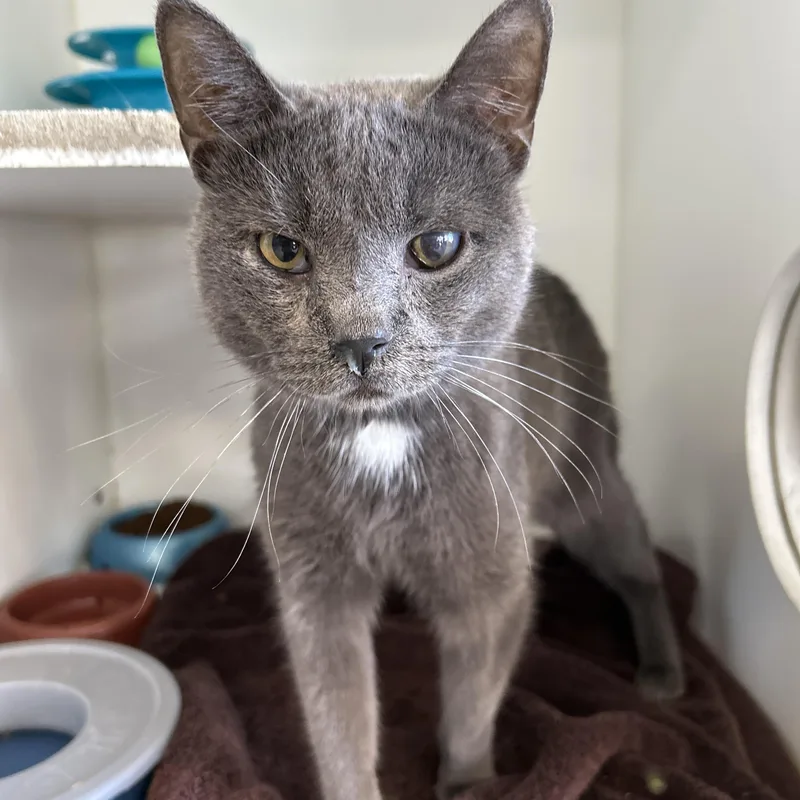 Boston & Dennis thumbnail 3