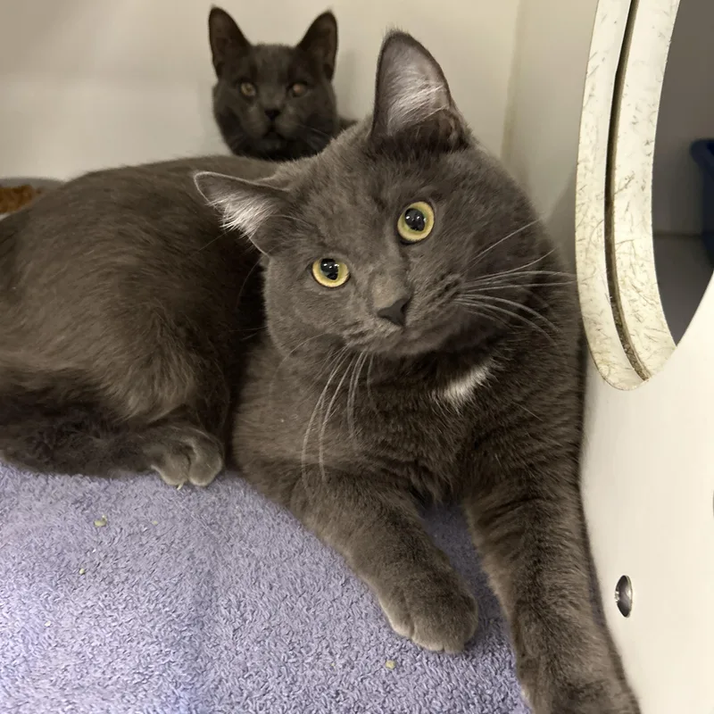 An adult medium-sized male Gray / Blue / Silver Domestic Short Hair cat named Boston & Dennis for adoption in La Grange Park, IL