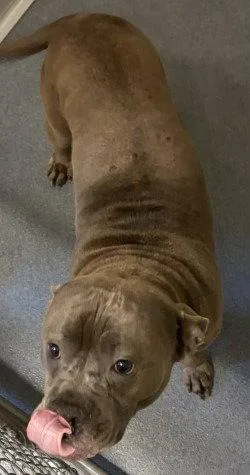 An adult large-sized female Pit Bull Terrier dog named Di  Luna for adoption in Glen Allen, VA