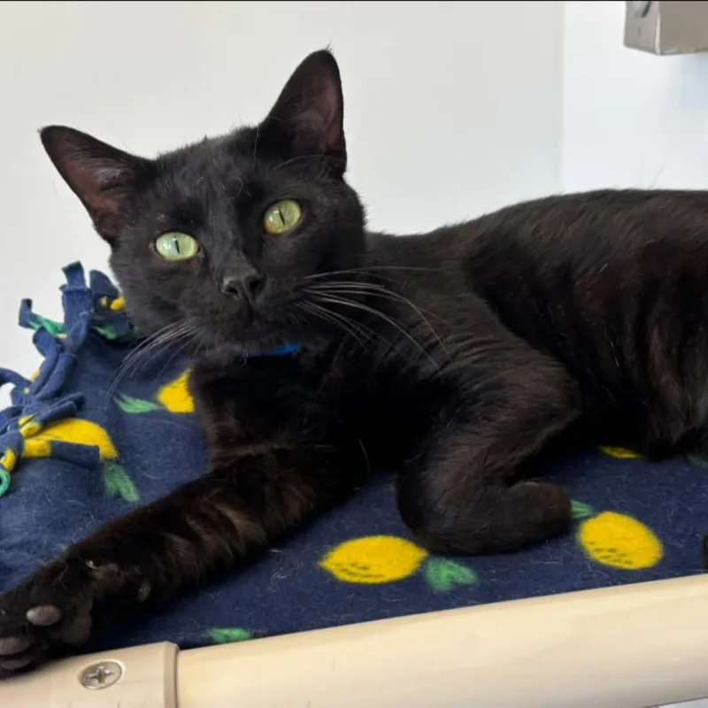 An adult large-sized male Black Domestic Short Hair cat named Dillon for adoption in Hamburg, NY