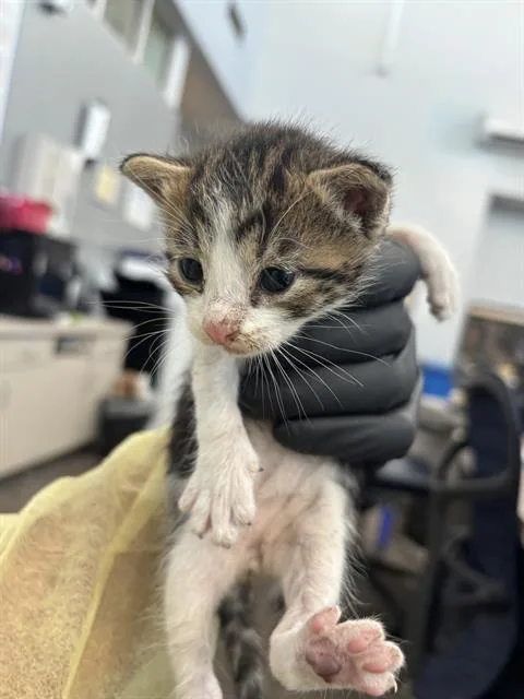 A baby medium-sized male Domestic Short Hair cat named Fiona for adoption in Dallas, TX