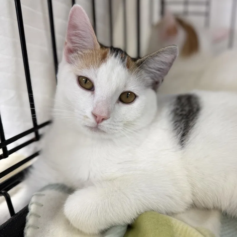 A baby small-sized female Calico Domestic Short Hair cat named Arial for adoption in Durham, NC