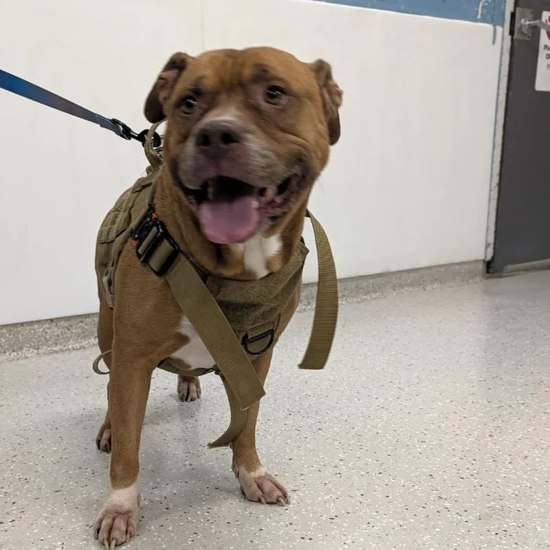 A senior large-sized male Brown / Chocolate Mixed Breed dog named Aladdin for adoption in Indianapolis, IN