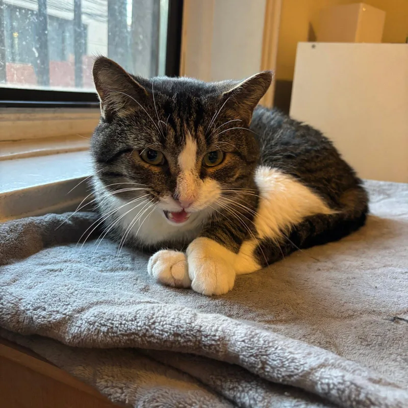 An adult medium-sized male Domestic Short Hair cat named Andrew Jackson for adoption in Brooklyn, NY