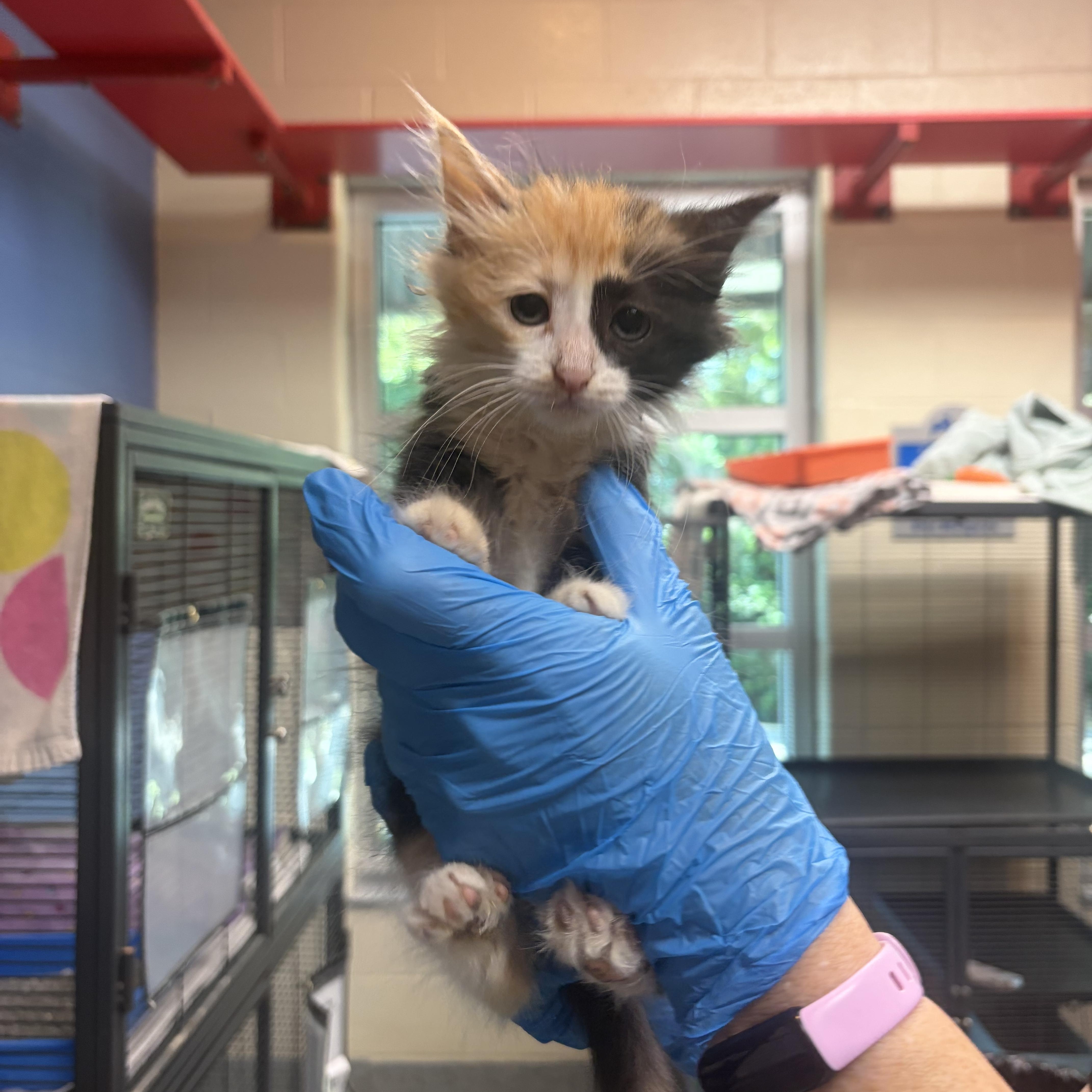 A baby medium-sized female Calico Domestic Medium Hair cat named Arista for adoption in Charleston, SC