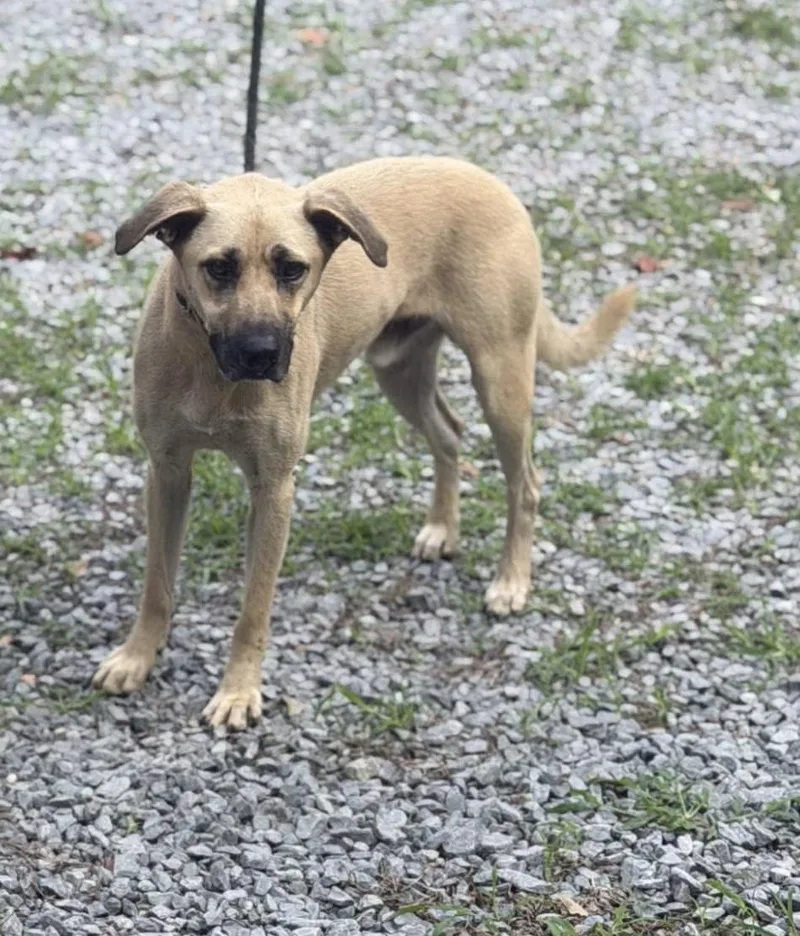 An adult medium-sized male Mixed Breed dog named Mozza for adoption in Elizabethtown, NC